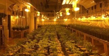 כתב אישום: גידל 200 ק"ג קנאביס באזור התעשייה בראש פינה