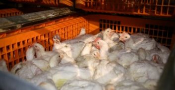 עובד עירייה נעצר בחשד לשוד משאית תרנגולות