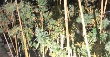 הנאשם השקיע 100 אלף שקל בהקמת מעבדת קנאביס