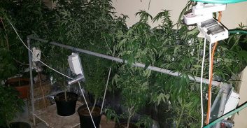 אשקלון: מדריך נוער בסיכון גידל 60 שתילי קנאביס במחסן בחצר