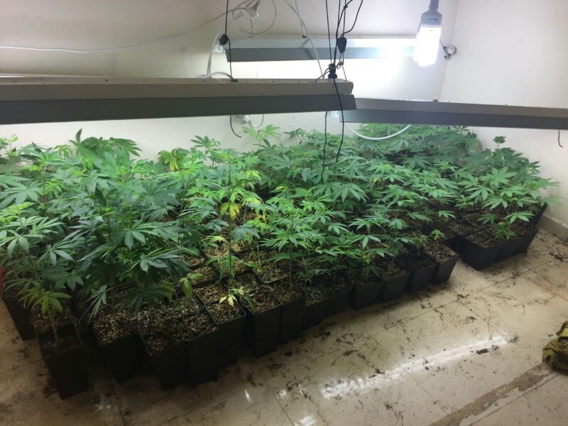 מעבדת מריחואנה (צילום ארכיון להמחשה: דוברות המשטרה)