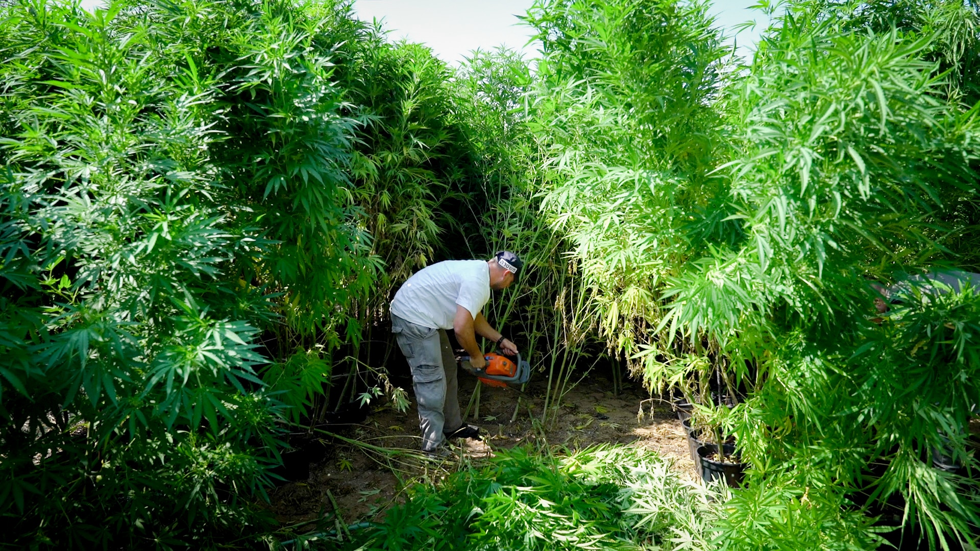 החממה ליד קיבוץ זיקים. שתילים שגובהם למעלה משני מטרים