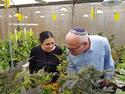 המדינה מדברת בשני קולות על הקנאביס. השרים שקד ואריאל בחווה לגידול קנאביס ליצוא