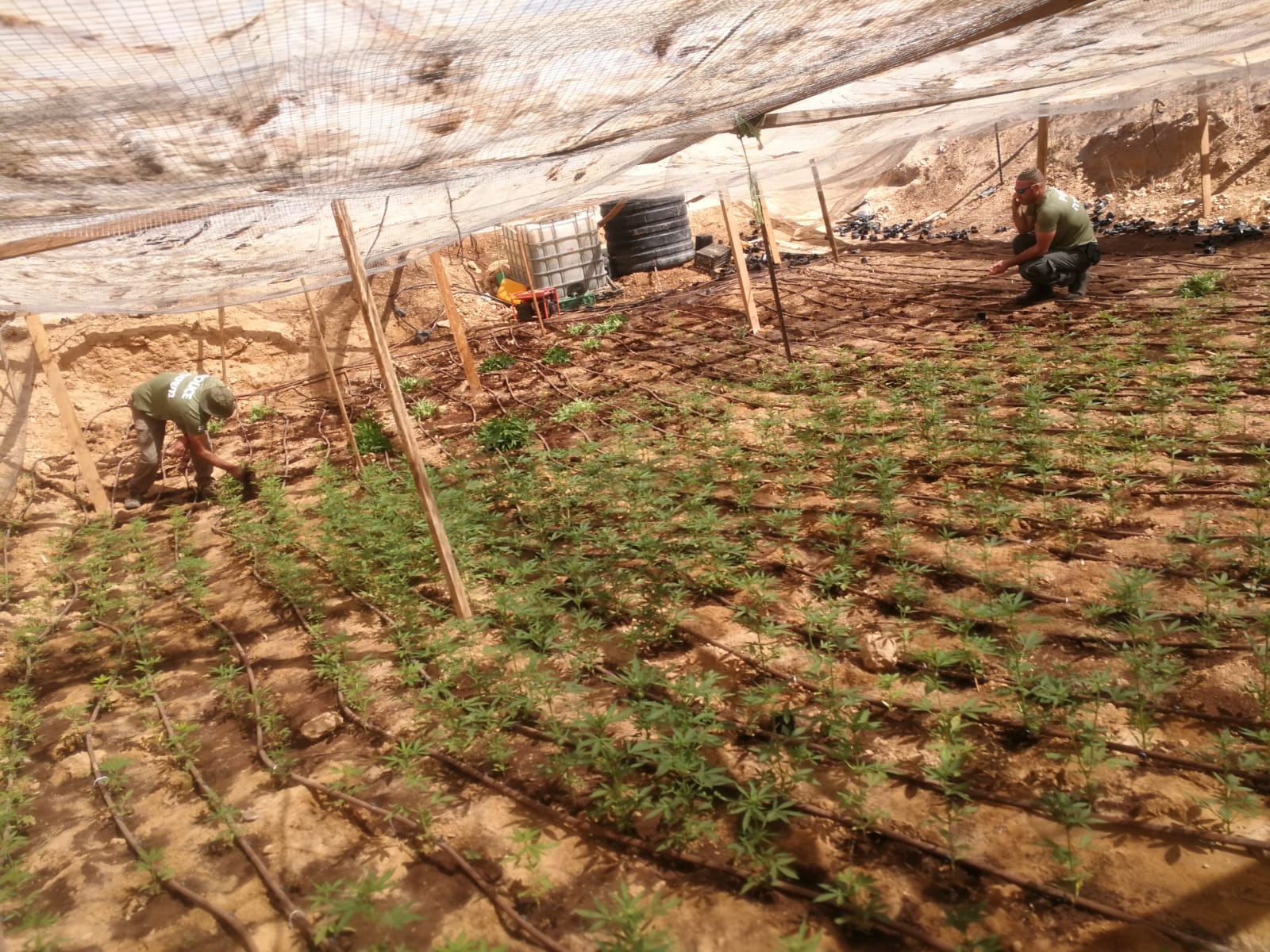 אחת החממות שנתפסו (צילומים: דוברות המשטרה)