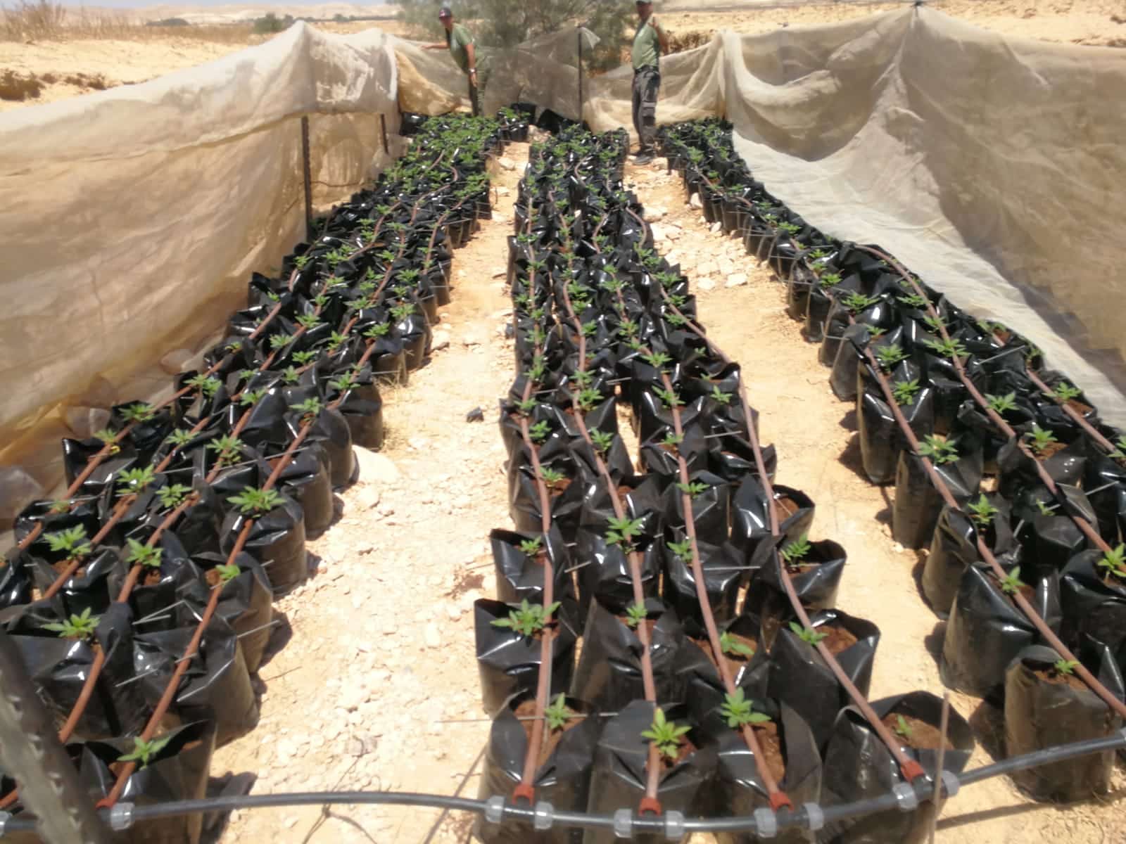 הכרה עולמית בתועלת הרפואית, ומיעוט מתחרים. חממת קנאביס