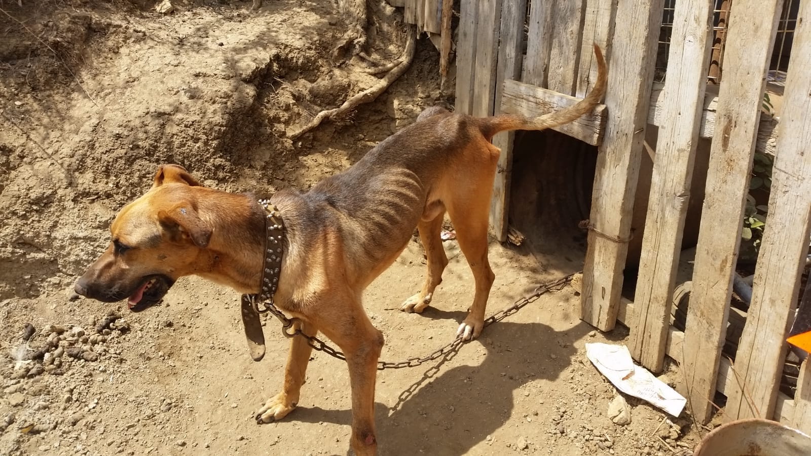 אחד הכלבים שנמצאו בחצר