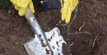 שופט כפה על הממונה לעבודות שירות לקבל אסיר שנפסל 