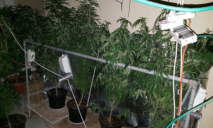 שתילי מריחואנה (צילום ארכיון להמחשה: דוברות המשטרה)