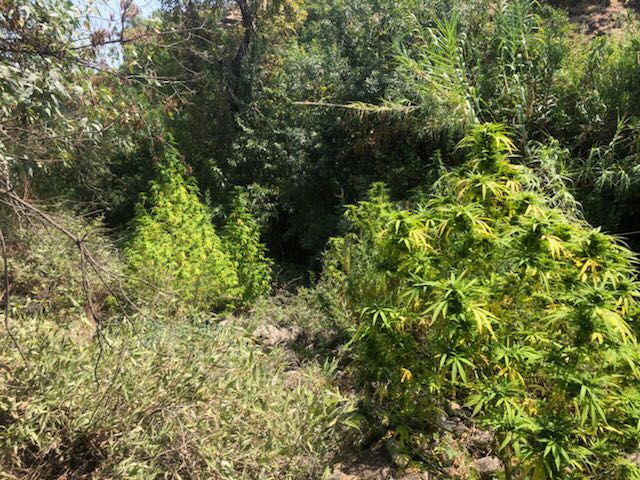 השתילים באחד השטחים (צילומים: דוברות המשטרה)