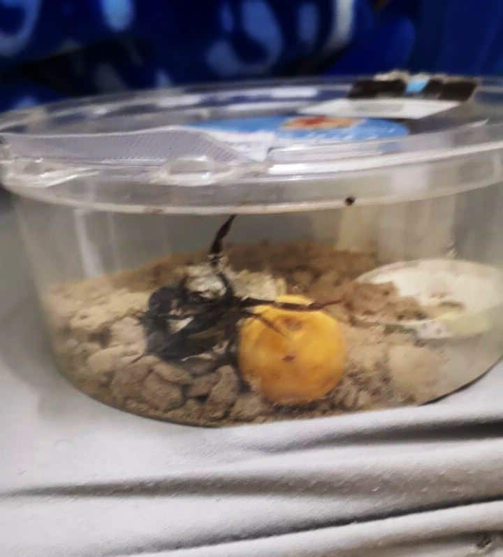 העקרב שנתפס (צילום: שב"ס)