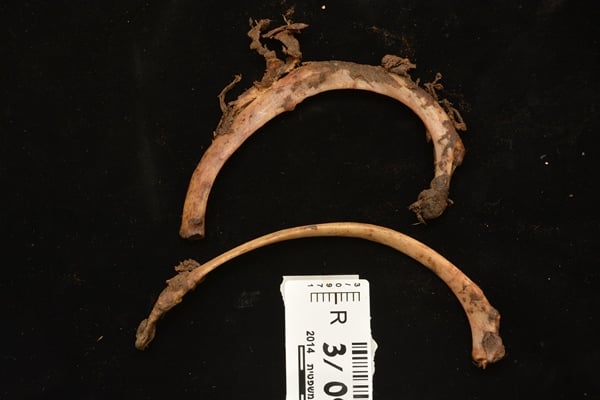 עצמות הצלעות של המנוחה שנמצאו ברכבו של בן זוגה (צילום מתיק החקירה)