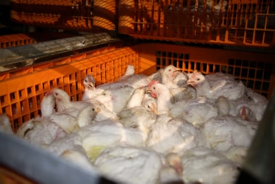 הביאו עגלה נגררת, לקחו מאה תרנגולות, ונעלמו (צילום אילוסטרציה: דוד כהן, פלאש 90)