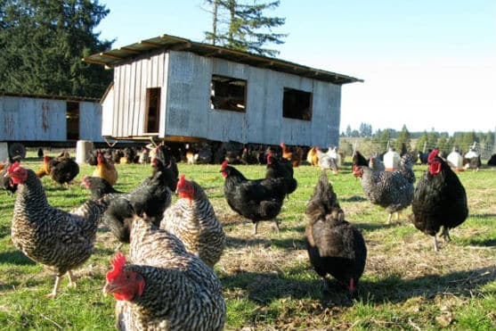 התגוררו בלול תרנגולות שהוסב למגורים (אילוסטרציה)