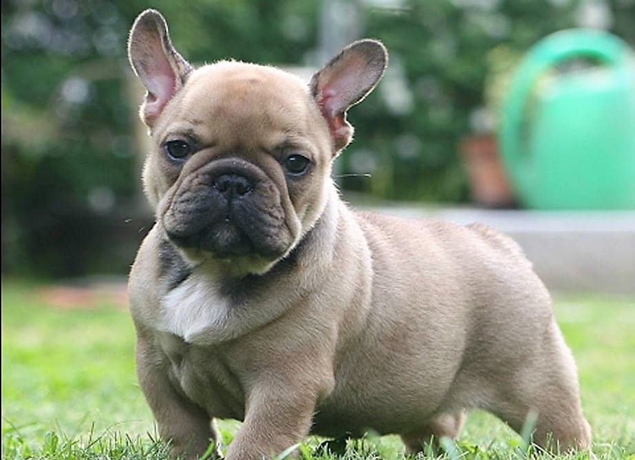 האישה שהבטיחה לטפל בו, מכרה אותו. בולדוג צרפתי (אילוסטרציה מיוטיוב)