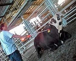 חשמלו גם עגלים שמעדו (צילום: אנונימוס, מתוך תחקיר כלבוטק)