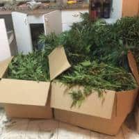 השוטרים פשטו על הדירה וגילו עשרות שתילים בחדרים שונים (צילום ארכיון להמחשה)