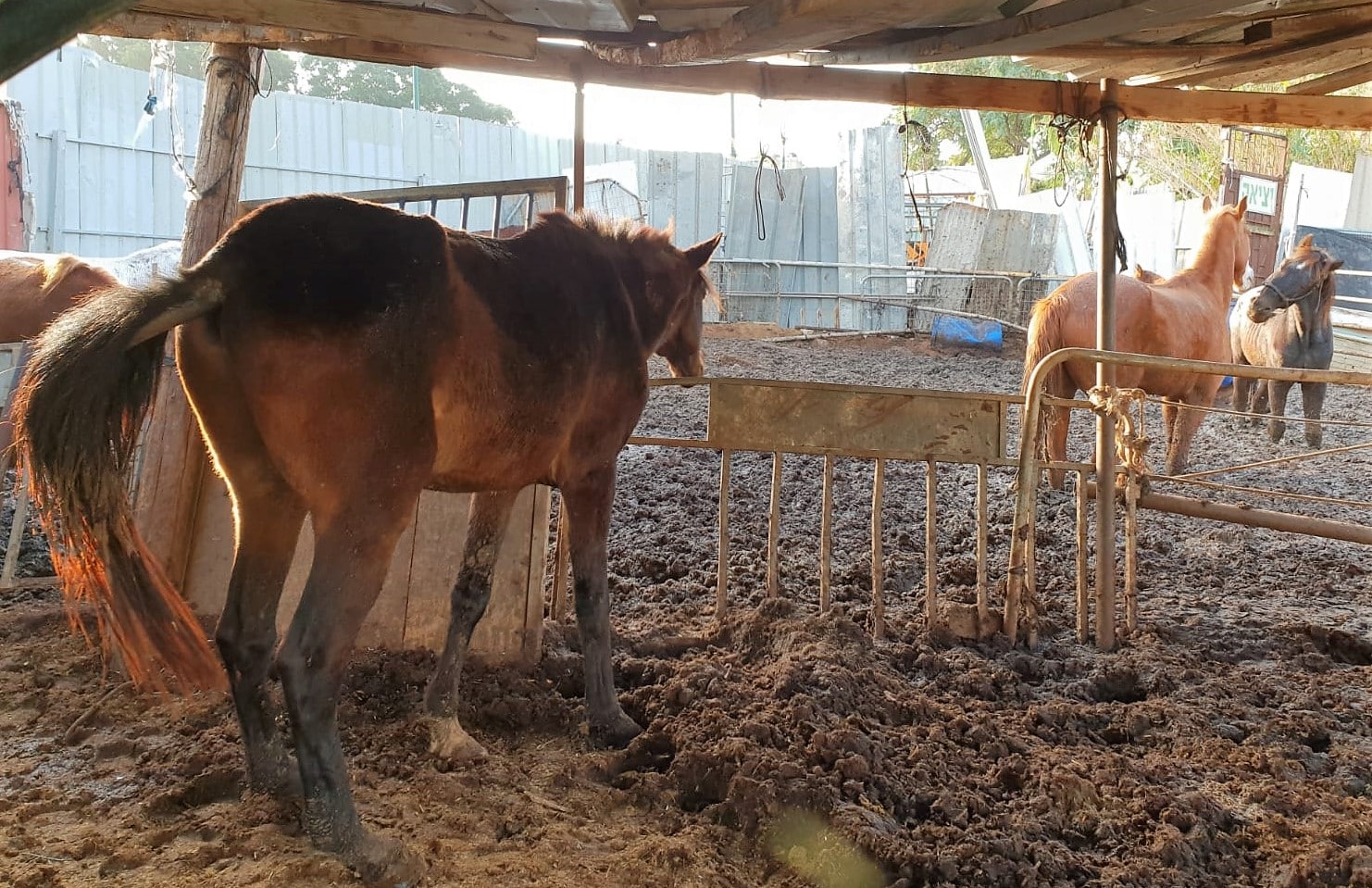 חשד לסחר בבעלי חיים. הסוסים שנמצאו (צילום: דוברות המשטרה)
