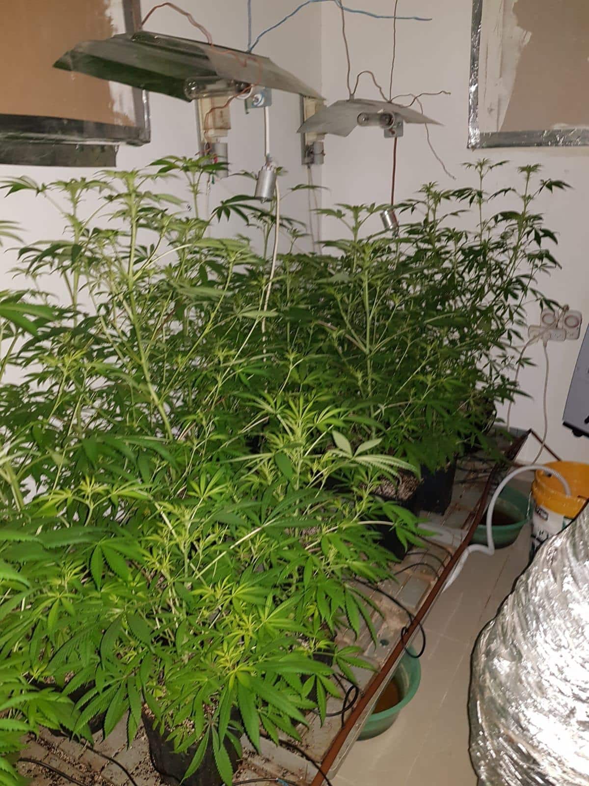 עשרות שתילים וגם חומר מוכן להפצה