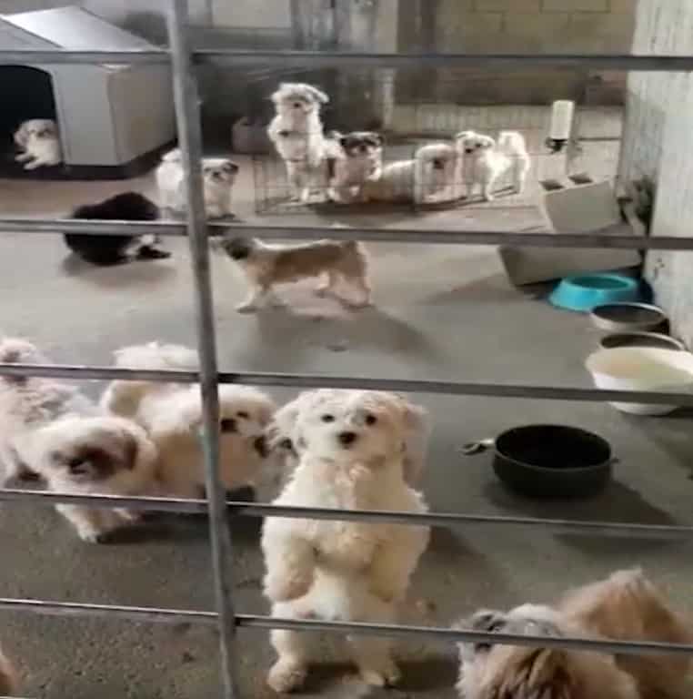 המכלאה שנחשפה (צילומים: דוברות המשטרה)