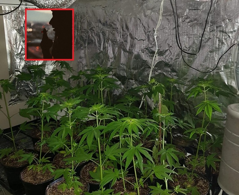 הנאשם עישן קבוע כדי להקל על כאביו (צילומים להמחשה: דוברות המשטרה ואתר Unsplash)