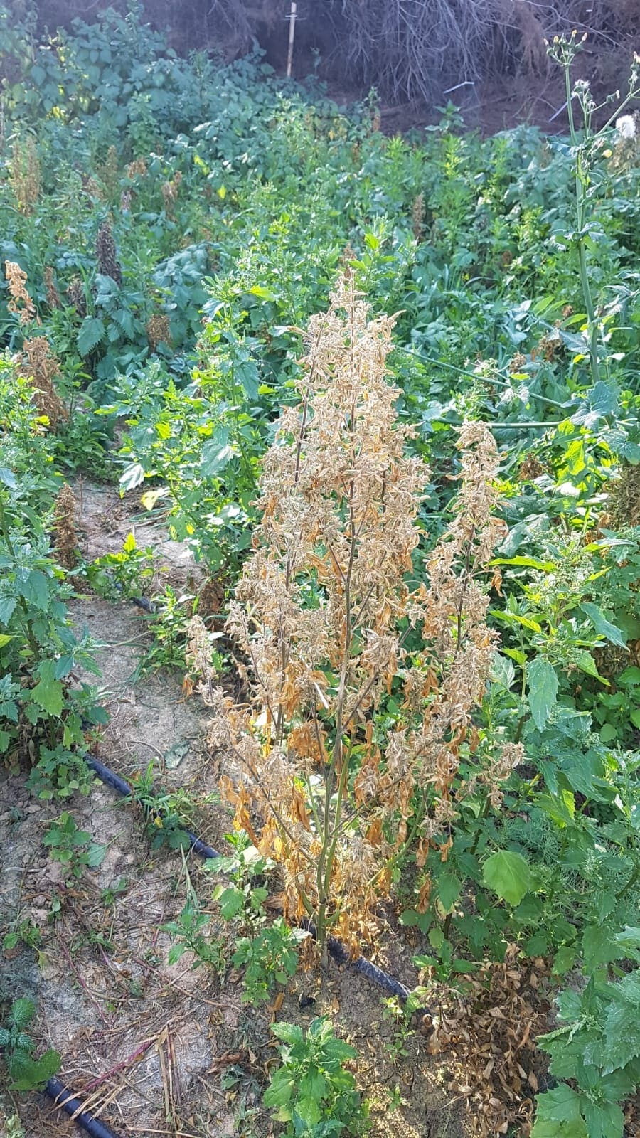 חממת מריחואנה מאחורי השיחים (צילומים: דוברות המשטרה)