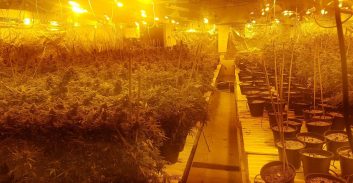 של"צ לנאשם בגידול 1,000 שתילי קנאביס בבקעת בית שאן