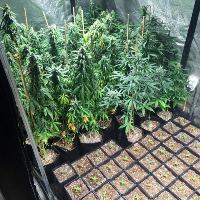 מעבדת מריחואנה (צילום ארכיון להמחשה