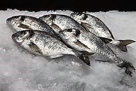 הדגים מסריחים מהראש (אילוסטרציה: פייסבוק)