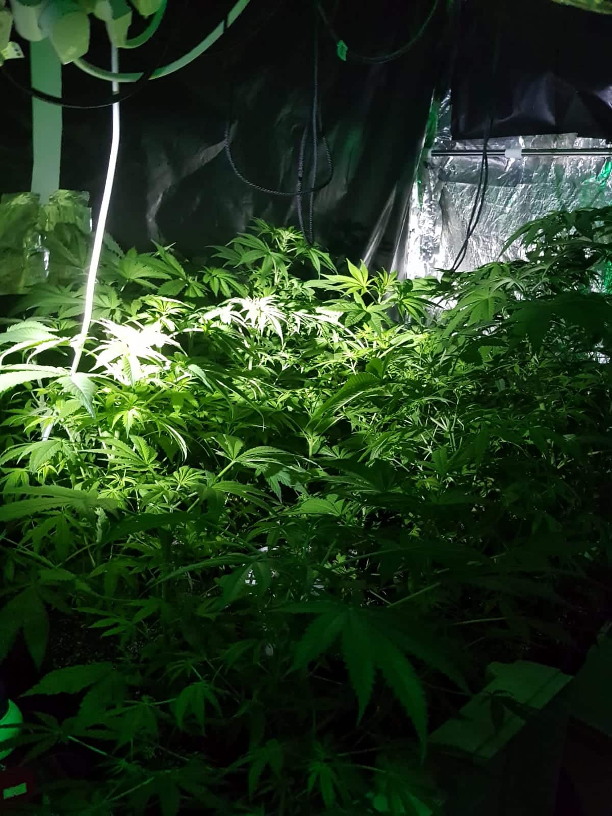 המעבדה שנחשפה בדירה שנפרצה