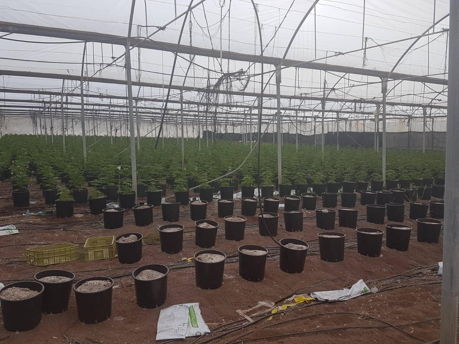 החממה במושב רוויה (צילום: דוברות המשטרה)