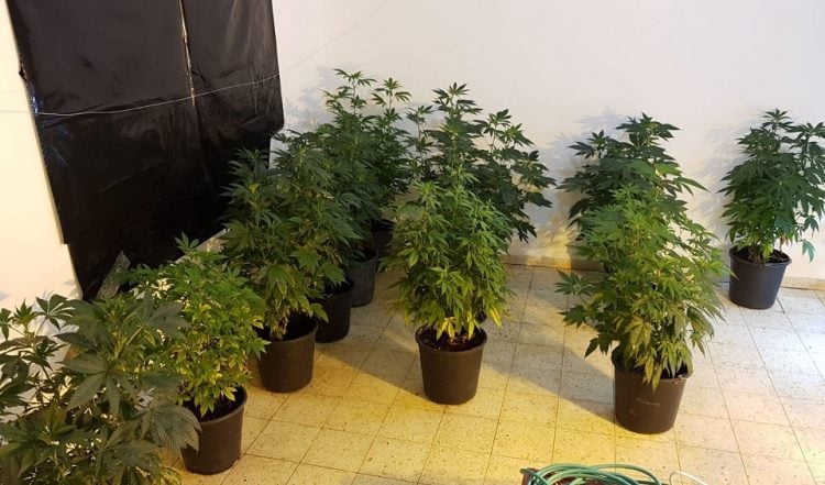 13 עציצים על גג הבניין (צילום ארכיון להמחשה: דוברות המשטרה)