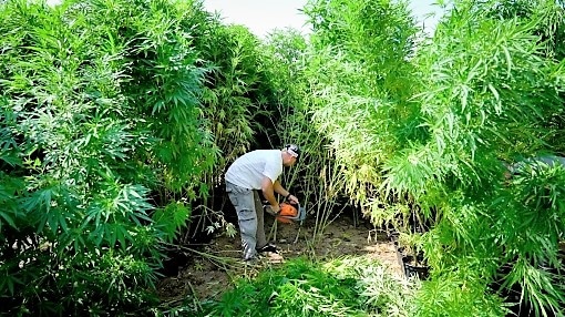 שוד בחווה לגידול קנאביס (צילום אילוסטרציה: משטרה)