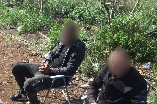 בימ"ר צפון טרודים כל ימות השנה באיתור חוות קנאביס ומשווקים. עצורים בשדה מריחואנה ליד פסוטה