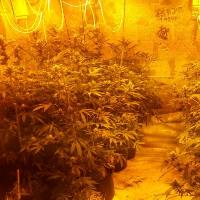 מאות שתילים בדירה השכורה (צילום ארכיון להמחשה: דוברות המשטרה)