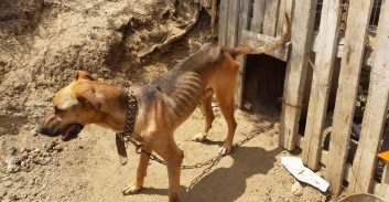 א.א.פאחם: המשטרה עיכבה לחקירה חשוד בהזנחה והתעללות בכלבים