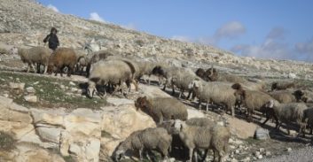 בעקבות מעצר שב"ח: פוענח ניסיון אונס חיילת לפני ארבע שנים