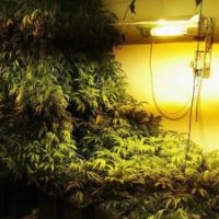 מעבדת הידרו בדירה (צילום ארכיון להמחשה)