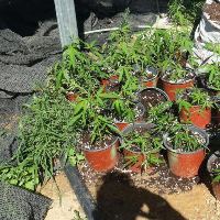 גידל שמונה ק"ג בדירה שכורה (צילום ארכיון להמחשה)