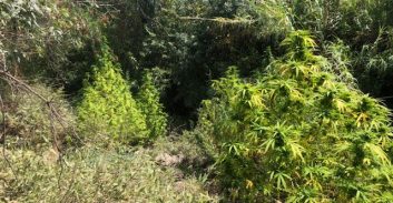 בוטלה הרשעתו של צעיר שגידל 800 גרם קנאביס בגינה ציבורית