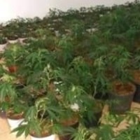 יותר מ-41 ק"ג בדירה השכורה (צילום ארכיון להמחשה: דוברות המשטרה)