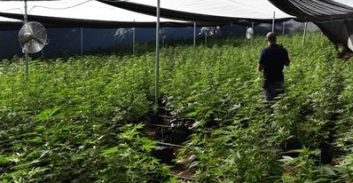 היה טון מריחואנה, נשאר בקושי רבע