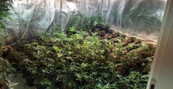 קריית ביאליק: חשוד בגידול 48 ק"ג קנאביס שוחרר למעצר בית