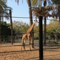 לפי החשד הספקים האכילו לא רק את החיות. גן החיות חי פארק