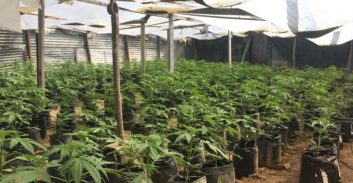 צפו בסרטון: השוטרים מצאו 868 שתילי מריחואנה בנגב