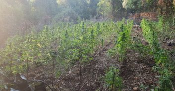 מחוז צפון: נחשפו 800 שתילי מריחואנה וסוכלה הברחת חשיש מלבנון