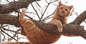 נהג אמבולנס וכבאי רבו בגלל חתול