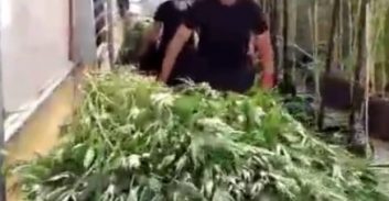 הסדרי טיעון למגדלי 5.5 טון מריחואנה במושב ניצני עוז