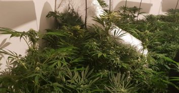 תשעה חשודים בגידול מריחואנה במעבדות בחיפה ובבית שאן