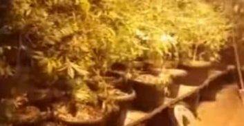 תשעה חודשי מאסר לצעירה שסייעה לגדל 200 ק"ג קנאביס