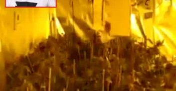 כתב אישום נגד ארז אליאב: גידל 768 שתילי מריחואנה